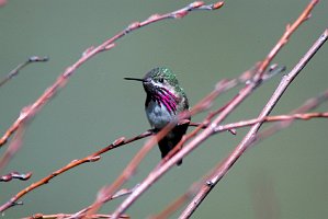 Hummingbird, Calliope, 2005-06041750b Boise ID area